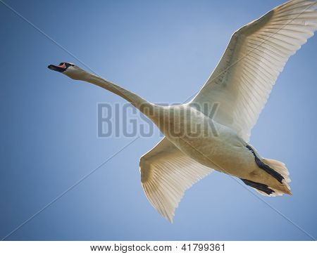 fliegender Schwan