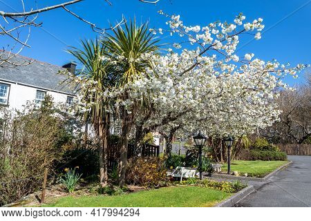 Cabbage Tree, Cordyline Australis, Growing Next To Cherry Tree In Donegal - Ireland