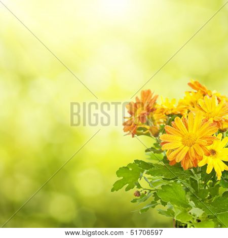 Chrysanthemum floral background