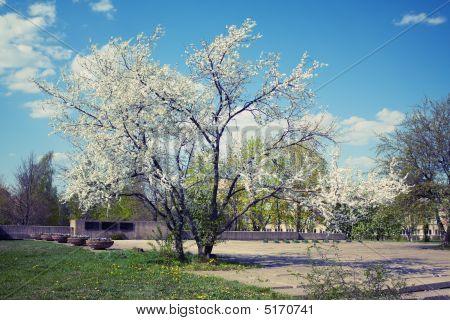 Cherry Tree i byen