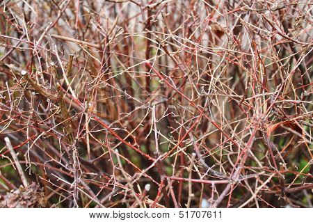 bush