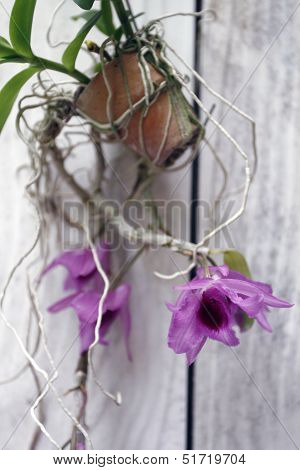 Orchidaceae