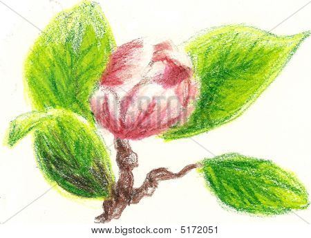 Desenho de rosa