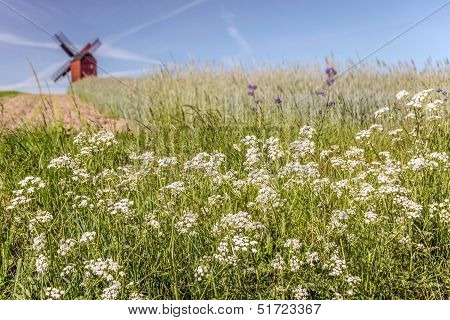 Traebene Mill Windmill With Green Fields