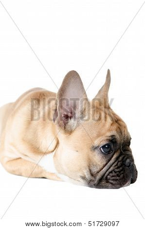 French Bulldog Before White Background