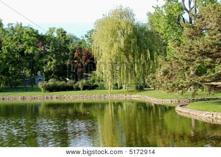 Saule pleureur
