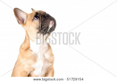 French Bulldog Before White Background
