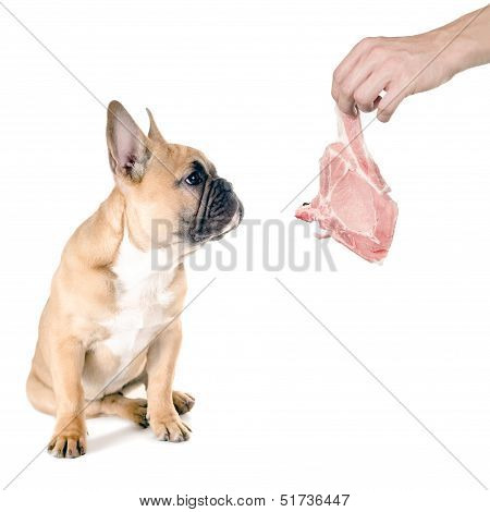 Meat For The Dog