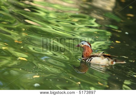 Kachnička mandarinská (aix Galericulata)