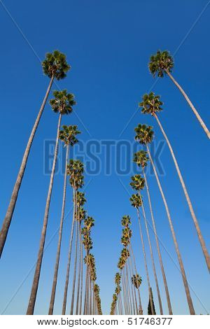 LA Los Angeles palm trees in a row typical California Washingtonia filifera
