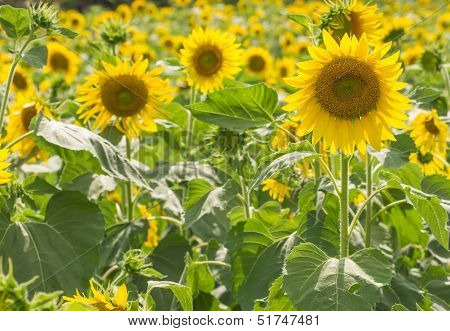 Field Of Sunflowers