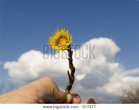 Fleur jaune à une main
