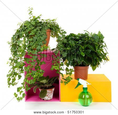 Beautiful flowers in pots isolated on white