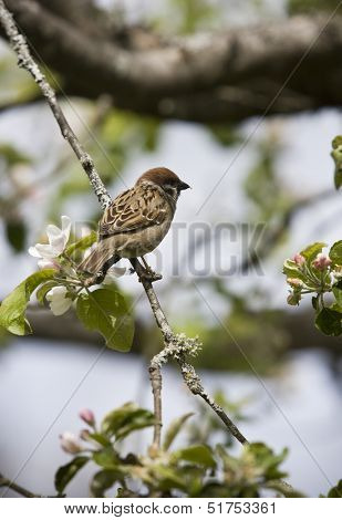 Bird in a tree