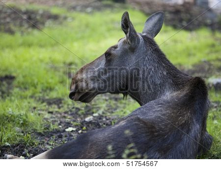 Close up of an elk