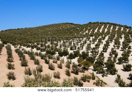 Olive groves in mountains, Montefrio, Spain.