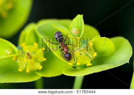 Ant On Flower