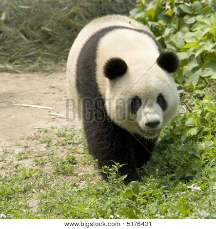 Panda-gigante