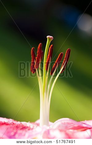 Closeup Of Lily Flower