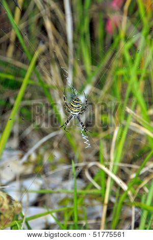 Spider Argiope, black and yellow (France Europe)