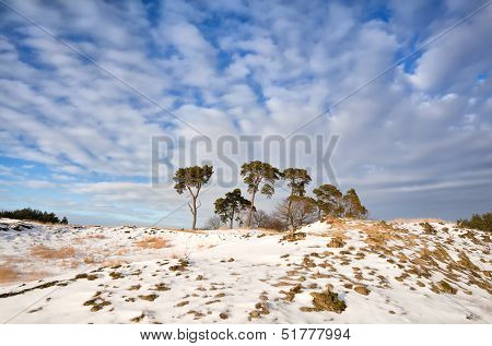 Pine Trees On Hill Covered With Snow Over Blue Sky