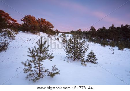 Twilights In Winter Coniferous Forest