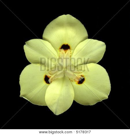 Mellow Yellow