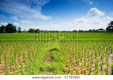 Rice Paddy