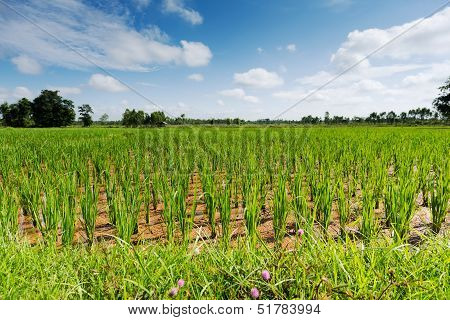 Rice Paddy