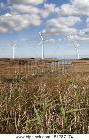 Tall Grass And Bogland With Wind Turbines