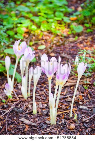 Crocus Flowers