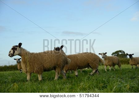 Sheep and summer dew