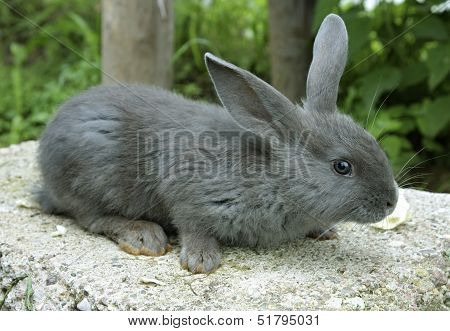 grey rabbit