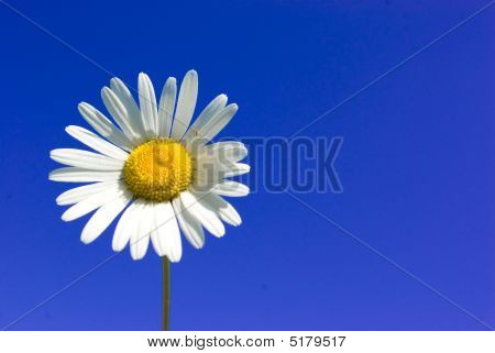 weiße Blume