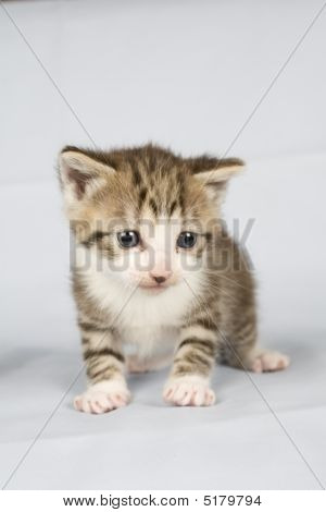 Kitty
