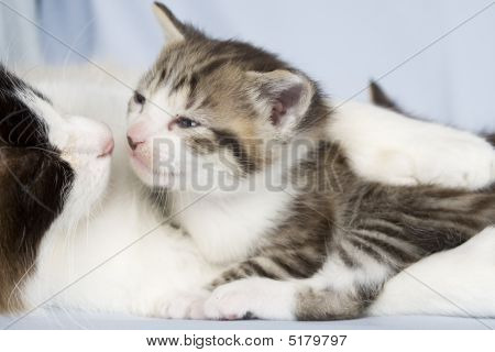 Kitty