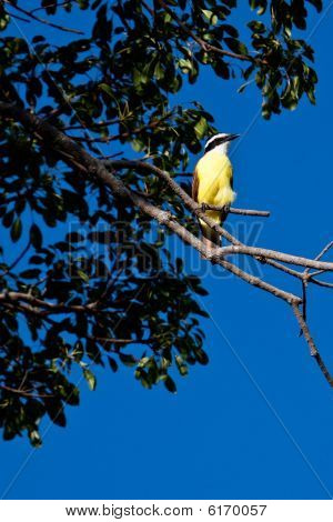 Grande uccello Kiskadee seduto su un ramo