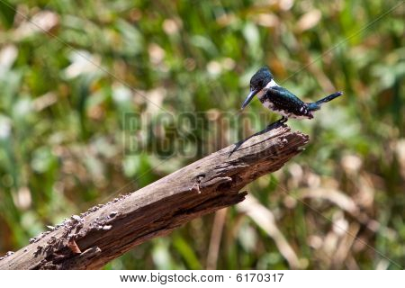 Amazon Kingfisher vogel zittend op een tak