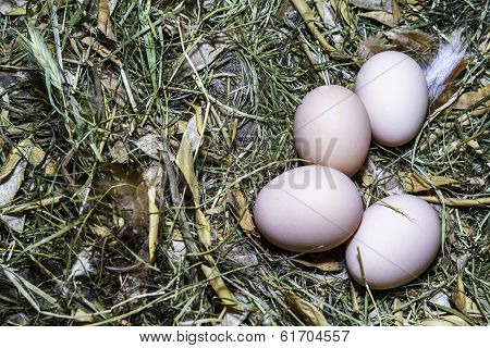 Fresh Hen Eggs