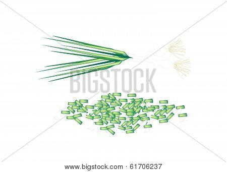 Fresh Green Spring Onion On White Background