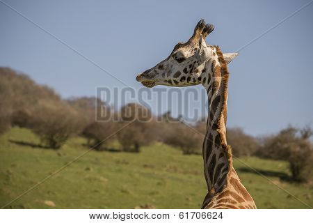 Giraffe Neck