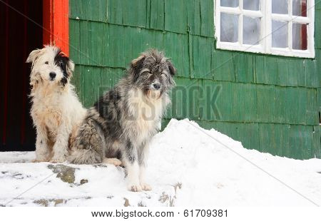 Romanian shepherd dogs