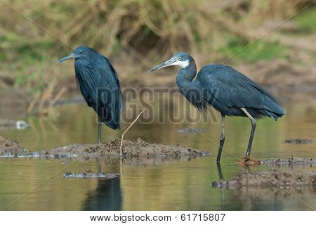 Western Reef Heron Beside A Black Egret