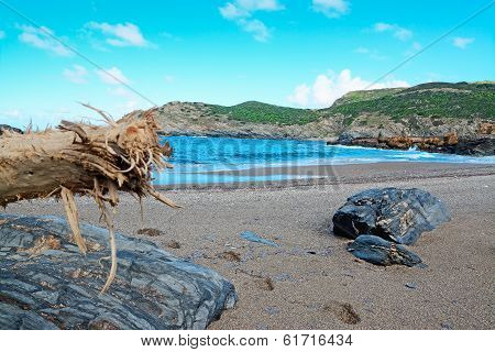 Branch And Rocks
