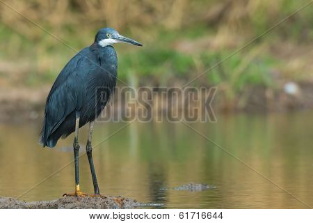 Western Reef Heron Standing On Small Island In A Pond