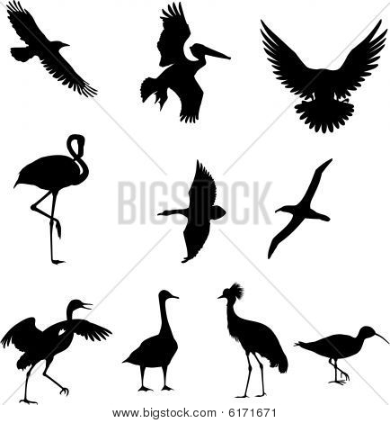 Vector de aves