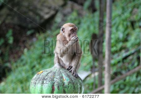 Batu caves abe