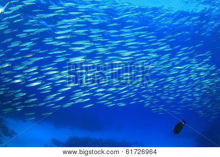 Fish school: Yellowtail Barracudas on reef