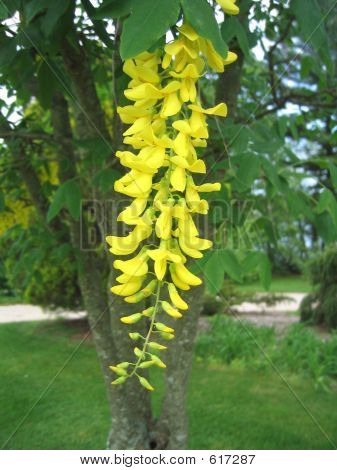 flowering_tree