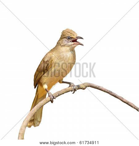 Streak-eared Bulbul Bird